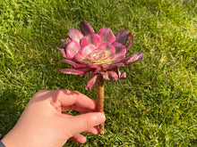 Load image into Gallery viewer, Aeonium Mardi Gras hyb best flower