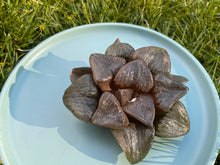 Load image into Gallery viewer, Haworthia comptoniana 'Akan-Ko' flower