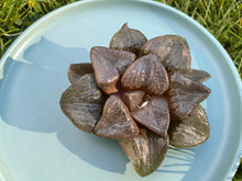 Load image into Gallery viewer, Haworthia comptoniana 'Akan-Ko'