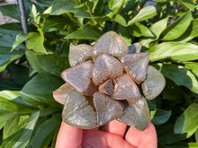 Load image into Gallery viewer, 'Akan-Ko' flower