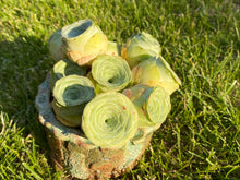 Load image into Gallery viewer, Greenovia aurea sp. (Wine glass)