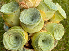 Load image into Gallery viewer, Greenovia aurea sp. (Wine glass) flower