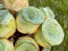 Load image into Gallery viewer, Greenovia aurea sp. (Wine glass)