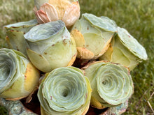 Load image into Gallery viewer, Greenovia aurea sp. (Wine glass) beautiful flower