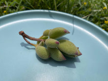 Load image into Gallery viewer, Cotyledon ladismithiensis 'KONEKONOTUME' (Cat paw)