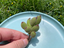 Load image into Gallery viewer, Cotyledon ladismithiensis 'KONEKONOTUME' (Cat paw) flower