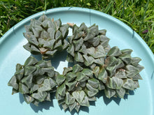 Load image into Gallery viewer, Haworthia Love Hearts flower