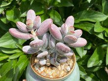 Load image into Gallery viewer, Cotyledon orbiculata (rooted with pot)