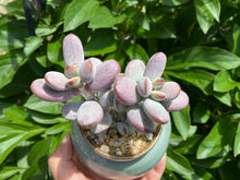 Load image into Gallery viewer, Cotyledon orbiculata (rooted with pot) flower
