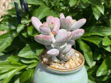 Load image into Gallery viewer, (rooted with pot) flower