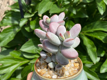 Load image into Gallery viewer, orbiculata flower