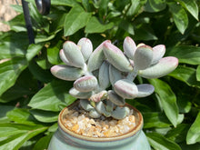 Load image into Gallery viewer, Cotyledon orbiculata (rooted with pot) | 乒乓福娘 (已服盆)