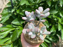 Load image into Gallery viewer, Cotyledon orbiculata