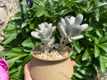 Load image into Gallery viewer, rooted with pot flower