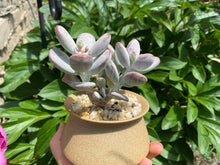 Load image into Gallery viewer, Cotyledon orbiculata