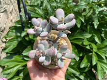 Load image into Gallery viewer, pot flower