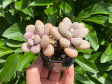 Load image into Gallery viewer, Graptopetalum Amethystinum (rooted with pot)