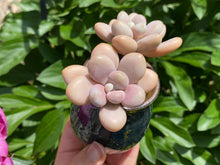 Load image into Gallery viewer, Amethystinum flower