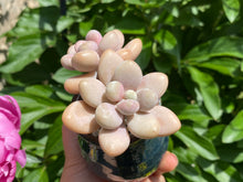 Load image into Gallery viewer, (rooted with pot flower)