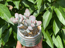 Load image into Gallery viewer, Cotyledon orbiculata (rooted with pot)