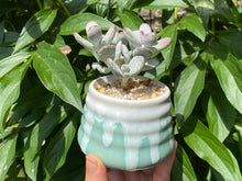 Load image into Gallery viewer, (rooted with pot) flower