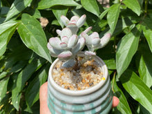 Load image into Gallery viewer, orbiculata (rooted with pot) flower