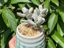 Load image into Gallery viewer, rooted with pot flower