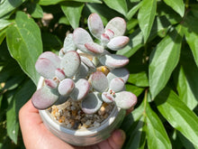 Load image into Gallery viewer, Cotyledon orbiculata