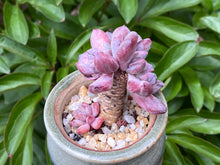 Load image into Gallery viewer, Echeveria 'Irish Mint' (rooted with pot) | 爱尔兰薄荷群 (已服盆)