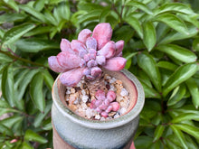 Load image into Gallery viewer, Echeveria 'Irish Mint' (rooted with pot) | 爱尔兰薄荷群 (已服盆)