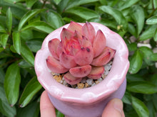 Load image into Gallery viewer, Echeveria spp. (Xiangfei) (rooted with pot) | 香妃 (已服盆)
