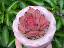 Load image into Gallery viewer, Echeveria spp. (Xiangfei) (rooted with pot) | 香妃 (已服盆)