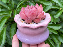 Load image into Gallery viewer, Echeveria spp. (Xiangfei) (rooted with pot) | 香妃 (已服盆)