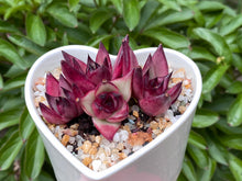 Load image into Gallery viewer, Echeveria Agavoides Red Sandalwood (rooted with pot) | 红檀 (已服盆)