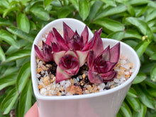Load image into Gallery viewer, Echeveria Agavoides Red Sandalwood (rooted with pot) | 红檀 (已服盆)