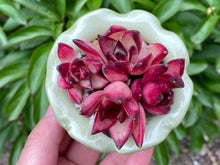 Load image into Gallery viewer, Echeveria Agavoides Red Sandalwood (rooted with pot) | 红檀 (已服盆)