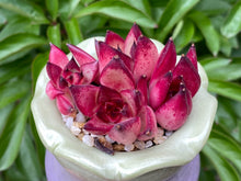 Load image into Gallery viewer, Echeveria Agavoides Red Sandalwood (rooted with pot) | 红檀 (已服盆)