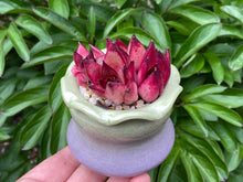 Load image into Gallery viewer, Echeveria Agavoides Red Sandalwood (rooted with pot) | 红檀 (已服盆)