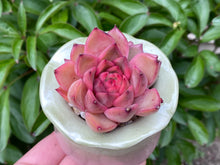 Load image into Gallery viewer, Echeveria spp. (Xiangfei) (rooted with pot) | 香妃 (已服盆)