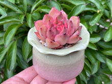 Load image into Gallery viewer, Echeveria spp. (Xiangfei) (rooted with pot) | 香妃 (已服盆)