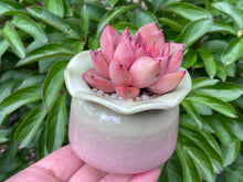 Load image into Gallery viewer, Echeveria spp. (Xiangfei) (rooted with pot) | 香妃 (已服盆)