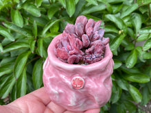 Load image into Gallery viewer, Echeveria 'Irish Mint' (rooted with pot) | 爱尔兰薄荷群 (已服盆)