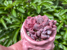 Load image into Gallery viewer, Echeveria 'Irish Mint' (rooted with pot) | 爱尔兰薄荷群 (已服盆)