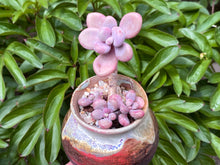 Load image into Gallery viewer, Graptopetalum amethystium (rooted with pot) | 桃蛋 (已服盆)