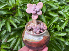 Load image into Gallery viewer, Graptopetalum amethystium (rooted with pot) | 桃蛋 (已服盆)
