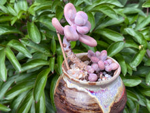 Load image into Gallery viewer, Graptopetalum amethystium (rooted with pot) | 桃蛋 (已服盆)