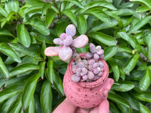 Load image into Gallery viewer, Graptopetalum amethystium (rooted with pot) | 桃蛋 (已服盆)