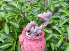 Load image into Gallery viewer, Graptopetalum amethystium (rooted with pot) | 桃蛋 (已服盆)