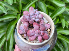 Load image into Gallery viewer, Echeveria 'Irish Mint' (rooted with pot) | 爱尔兰薄荷群 (已服盆)