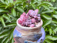 Load image into Gallery viewer, Echeveria 'Irish Mint' (rooted with pot) | 爱尔兰薄荷群 (已服盆)